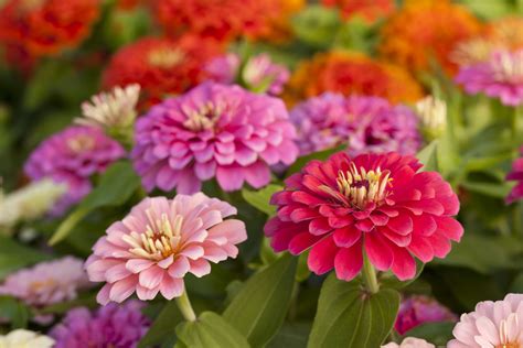  Z is for Zinnia: A Botanical Rhapsody of Blooms and Briars